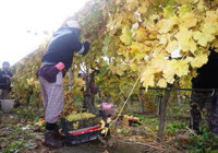 Kış geldi ama yaz meyvesinde hasat sürüyor! Kilosu çok uygun, 20 liradan alıcı buluyor