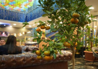 Muş'taki bu kafe görenleri şaşırttı! Saksıda yetiştiriyor, gelen müşteriye ücretsiz veriyor