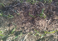 Tekirdağ'da hububat tarlalarında gizli tehlike! Yetkililer uyardı: Görürseniz hemen arayın