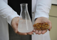 Türkiye'yi tehdit eden risk ortadan kalkıyor! 500 milyon dolarlık ihracat 'Mayalarla' kurtuluyor: TÜBİTAK destekli biyolojik savaş başladı