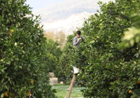 Antalya'da günde 500 ton toplanıyor! Bu hasat zengin edecek, talep patladı