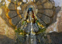 Malatya yolunda şifası bulundu: Doktor keşfetti, 40 dönüm alana tesisi kuruldu