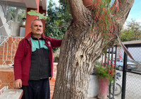 Osmaniye'de şaşırtan görüntü: Dut gövdesinden incir çıktı!