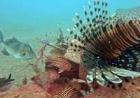 Antalya'da deniz dibinde fark etti: 4 yeni tür ortaya çıkardı! 'Suya girdiğim an gördüm'