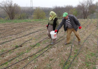 Malatya'da denemek için 30 kilo ekti! Tarladan çıkarmadan satıyor: 4 yılda servet kazandı