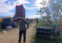 Yaz meyvesinin hasadı aralık ayında da sürüyor! Fiyatlar 30 lira seviyesinde