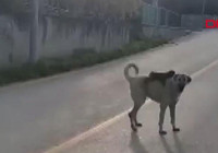 Bursa'da sırtında maymun gezdiren köpek ilgi odağı oldu