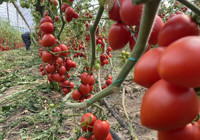 Domates ve sebzeye 'kasım' etkisi! Fiyat endeksinde büyük düşüş