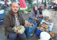 Bir yağmur yağdı, fiyatı 400 liradan 100 liraya düştü! Bu sezon bol bol tüketilecek