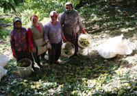 Köylü dağdan topluyor! İlçe pazarında 250 TL'ye satıyor: Sıfır maliyetle iş kuruyorlar