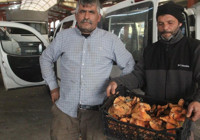 Duyan Kaz Dağları'na akın ediyor! Köylünün geçim kapısı oldu! Kilosu 100 TL'den satılıyor