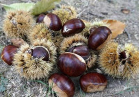 Aydın'da hasadı başladı! Toplaması zahmetli, satışı sabır işi: Kilosu 100 TL'den başlıyor