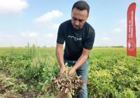 Hasat sezonu tamamlandı ama tarlada mesai bitmedi! Çöpünü bile değerlendiriyorlar: Bol süt veriyor diye hayvan yemi yaptılar