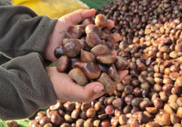 Günde 600 kilo satıyorlar! Tezgahlar dolup taştı: Kilosu 175 liradan kapış kapış gidiyor