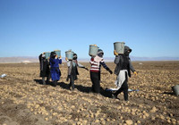 Süphan Dağı'nın Eteklerinde Bitlis'in altın hasadı devam ediyor! Tarladan çıkmadan ihraç ediliyor, çiftçi bayram etti
