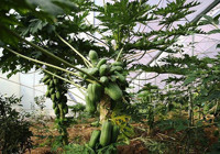 Alanya'da çiftçi tropikal meyveyi bahçesine ekti, 30 yıllık üretimi 5 yılda aldı! Birinci yılında meyve vermeye başlıyor: Yurt dışından bile talep görüyor