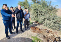 Tek tırnaklı etinin sık sık görüldüğü Adana'da endişelendiren görüntü! Dere yatağında onlarcası var