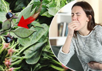 Güzelavrat otu, ıspanak yapraklarının arasına karışıp zehirliyor! Kökleri yoksa almayın! Ciddi vakalarda nöbet ve koma gelişebilir