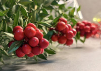 Yalnızca Aralık’ta ortaya çıkıyor: Alanı ev sahibi yaptığına inanılıyor