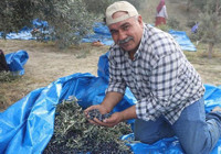 Hatay'da hasat devam ederken acı tablo ortaya çıktı! Geçen yıl 2 ton çıktı bu yıl yarısı bile yok