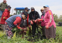 Menemen'de kırmızı elmas hasadı başladı! Binbir zahmetle toplanıyor! Tarladan çıkıp pazarda 4 katı fiyatına satılıyor