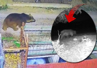 Beklenen kar yağmayınca yerleşim alanlarına indiler: 'Hâlâ etrafta dolaşmaya devam ediyorlar'