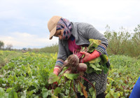 İzmir'in bereketli topraklarında hasadı devam ediyor! Kırmızı elmas olarak biliniyor, tarlada kilosu 10 TL
