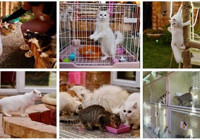 Kedilere lüks hizmet: 5 yıldızlı otel