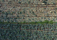 Turşusundan salatasına çorbasından sarmasına kadar her yerde kullanılıyor! Tarlada 40 lira tezgahlarda 200 lira