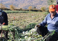 Kozan'da şifalı hasat başladı, kilosu 20 TL! Kış aylarında hastalıklardan koruyor