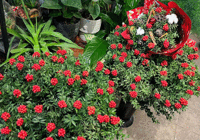 Yılbaşının simgesi kokinaya talepte iki kat artış! Şans ve bereket getirdiğine inanılıyor...