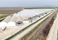 Adana'da yapay zeka üretti 7 ülke almak için sıraya girdi! Dronlar serada anlık gelişimi takip ediyor