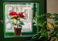 Çiçekçiler bu sırrı herkesten gizliyor! 1 kere yapınca aylarca çiçek açtırıyor