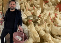 Tavukların stresi 'patlamış mısırla' azaldı: Kümeste eğlenceli yöntem! 'Yumurta sayıları arttı'