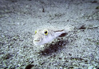 Türkiye’de 177 istilacı tür tespit edildi! 2030’a kadar yarıya indirilecek