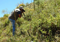 150 yıl sonra görülen 'kandamlası’ bitkisine özel koruma