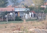 6 bin tavuk ölüsünün bulunduğu mahalle karantinaya alındı