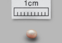 'Dünyanın en eski doğal incisi' Abu Dabi'de bulundu