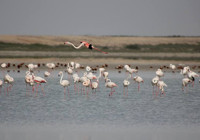 Seyfe Gölü'nde kuraklık tehlikesi