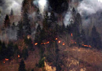 Karadeniz'deki 58 orman yangınından 45'i kontrol altında