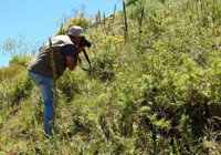 150 yıl sonra görülmüştü, ‘kandamlası’ bu yıl da kendini gösterdi