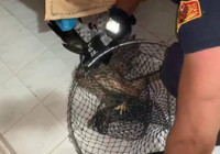 Bitkin haldeki şahin, evin balkonuna indi