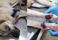 Köpeği motosikletin arkasına bağlayarak sürükledi: 3 bin 837 TL ceza verildi