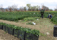 Ispanaklarını satamayan çiftçiden çağrı