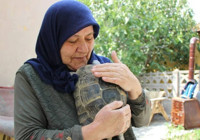 Kaplumbağa terbiyecisi Zekiye teyze: 1'i yavru 3 kaplumbağaya bakıyor