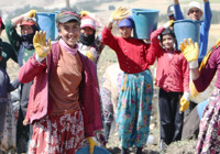 Okullar açıldı, onlar hala tarlada çalışıyor!