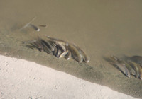 Yeşilırmak'ta üzen tablo! Çok sayıda balık öldü