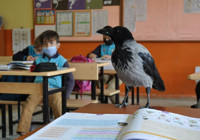 Karga "Duman" kendisini iyileştiren çocuğun peşinden ayrılmıyor