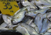 Adını yazmadan çinekop satıyorlar: Sakın almayın!