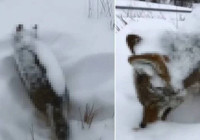 Ayakta donarak can verdi! Yiyecek arıyordu